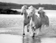 344 - CAMARGUE HORSES - EVA CARRIE - united kingdom <div